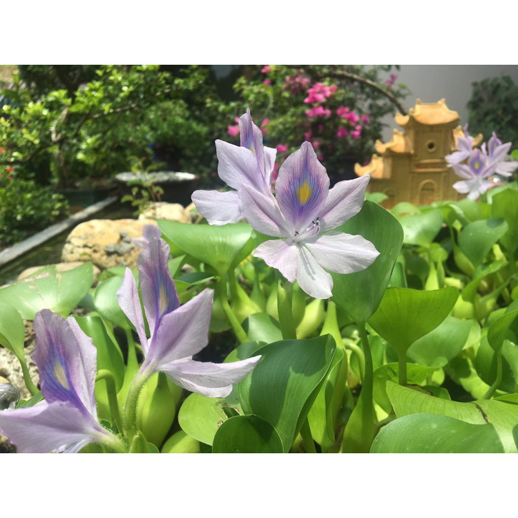 Xưa cho lợn ăn, bèo tây lên đời thành bonsai cực độc - Hình 3 Xua cho lon an, beo tay len doi thanh bonsai cuc doc-Hinh-3