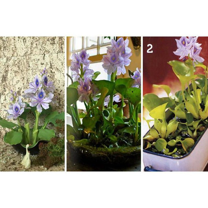 Xưa cho lợn ăn, bèo tây lên đời thành bonsai cực độc - Hình 2 Xua cho lon an, beo tay len doi thanh bonsai cuc doc-Hinh-2