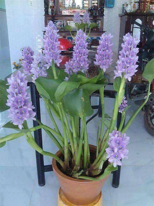 Xưa cho lợn ăn, bèo tây lên đời thành bonsai cực độc Xua cho lon an, beo tay len doi thanh bonsai cuc doc