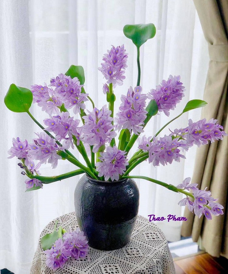 Xưa cho lợn ăn, bèo tây lên đời thành bonsai cực độc - Hình 8 Xua cho lon an, beo tay len doi thanh bonsai cuc doc-Hinh-8