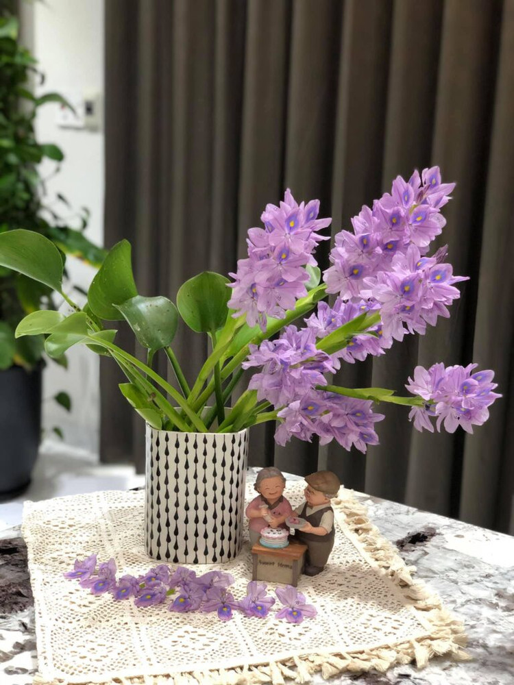 Xưa cho lợn ăn, bèo tây lên đời thành bonsai cực độc - Hình 7 Xua cho lon an, beo tay len doi thanh bonsai cuc doc-Hinh-7