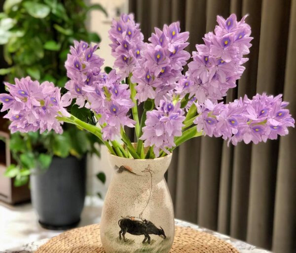 Xưa cho lợn ăn, bèo tây lên đời thành bonsai cực độc - Hình 9 Xua cho lon an, beo tay len doi thanh bonsai cuc doc-Hinh-9