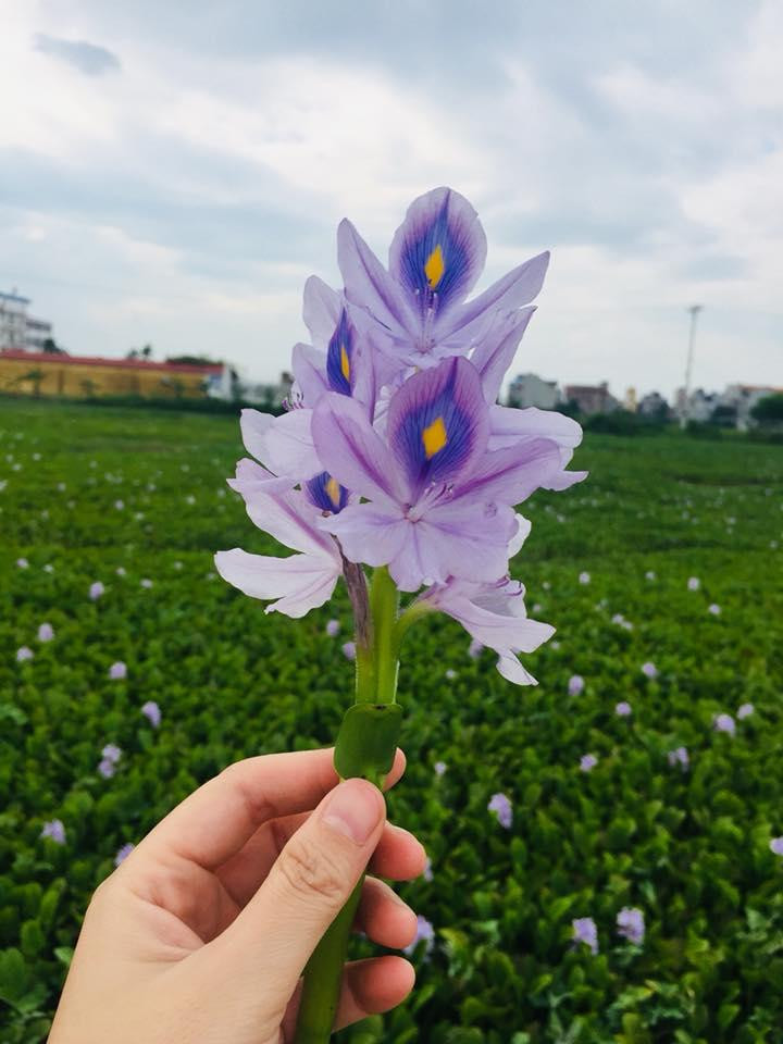 Xưa cho lợn ăn, bèo tây lên đời thành bonsai cực độc - Hình 10 Xua cho lon an, beo tay len doi thanh bonsai cuc doc-Hinh-10