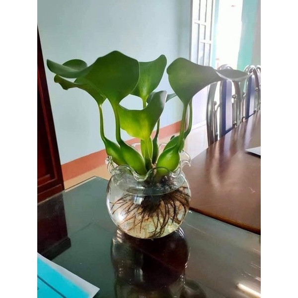 Xưa cho lợn ăn, bèo tây lên đời thành bonsai cực độc - Hình 6 Xua cho lon an, beo tay len doi thanh bonsai cuc doc-Hinh-6