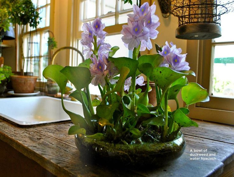 Xưa cho lợn ăn, bèo tây lên đời thành bonsai cực độc - Hình 5 Xua cho lon an, beo tay len doi thanh bonsai cuc doc-Hinh-5