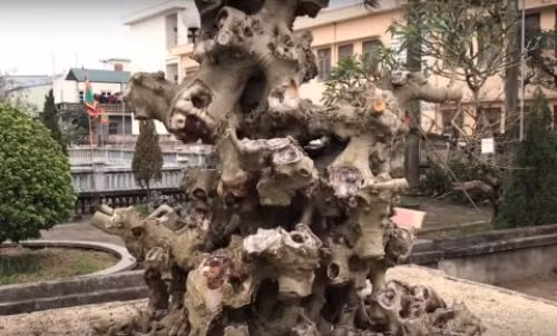 Giat minh cay canh nhu cui kho van “het” gia bac ty-Hinh-5