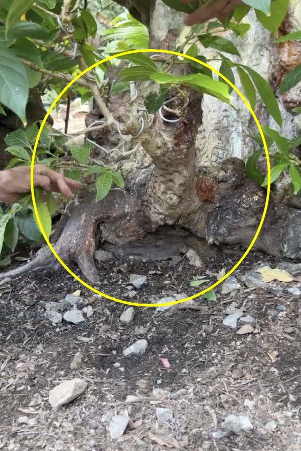 Choang ngop cay co thu gan 70 ty “dep nhat mien Tay”-Hinh-7