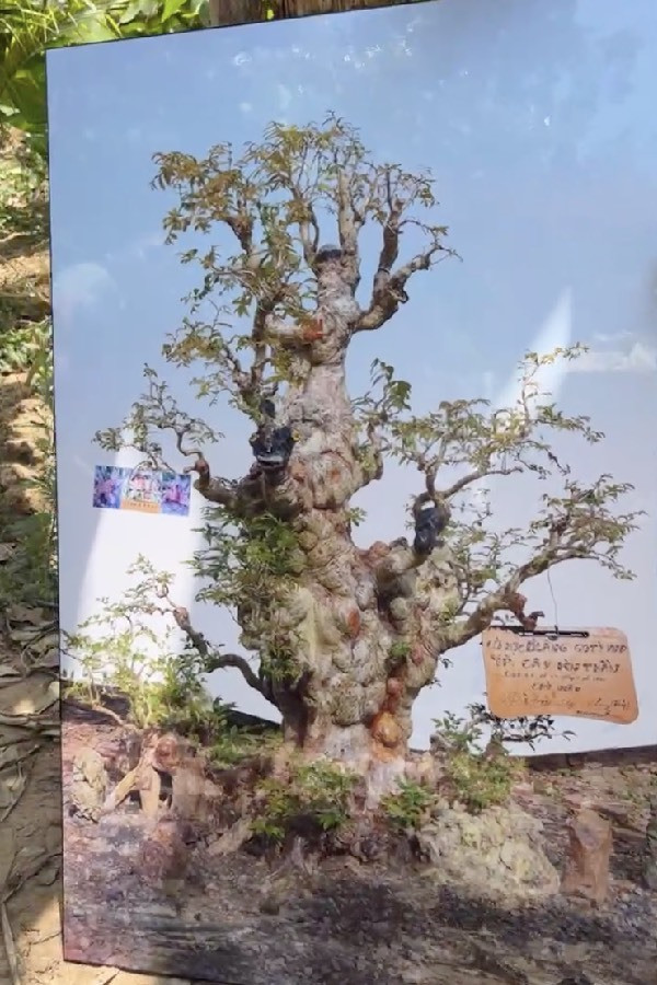 Choang ngop cay co thu gan 70 ty “dep nhat mien Tay”-Hinh-5