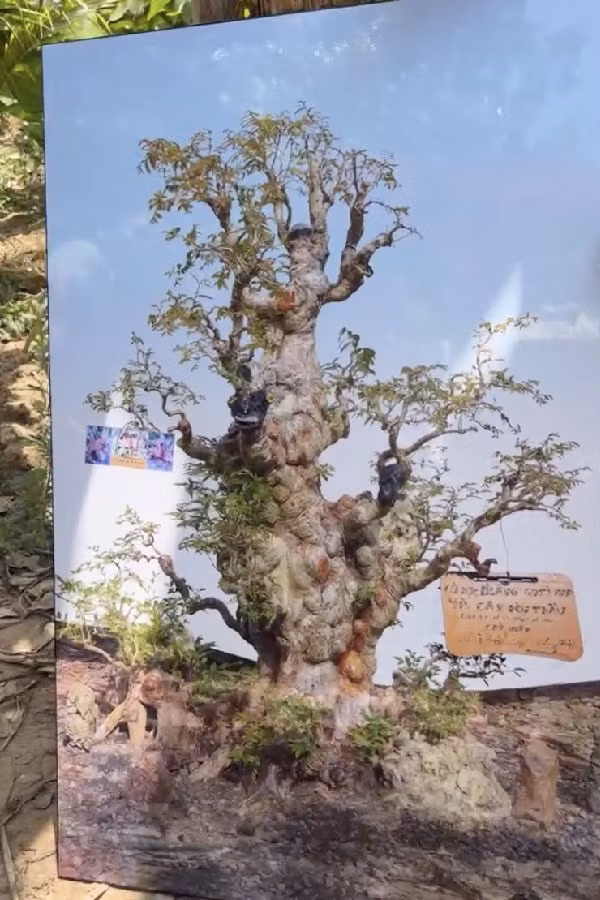 Choang ngop cay co thu gan 70 ty “dep nhat mien Tay”-Hinh-5