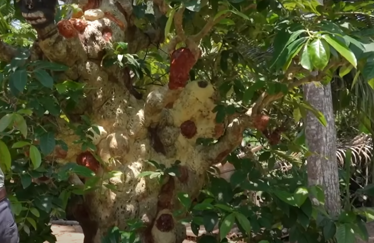 Choang ngop cay co thu gan 70 ty “dep nhat mien Tay”-Hinh-4