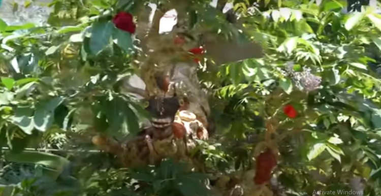 Choang ngop cay co thu gan 70 ty “dep nhat mien Tay”-Hinh-2