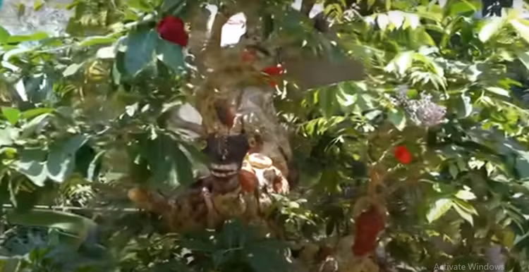 Choang ngop cay co thu gan 70 ty “dep nhat mien Tay”-Hinh-2