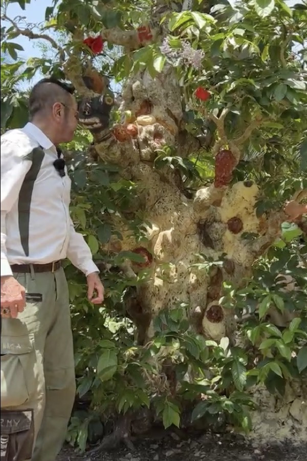 Choang ngop cay co thu gan 70 ty “dep nhat mien Tay”-Hinh-6