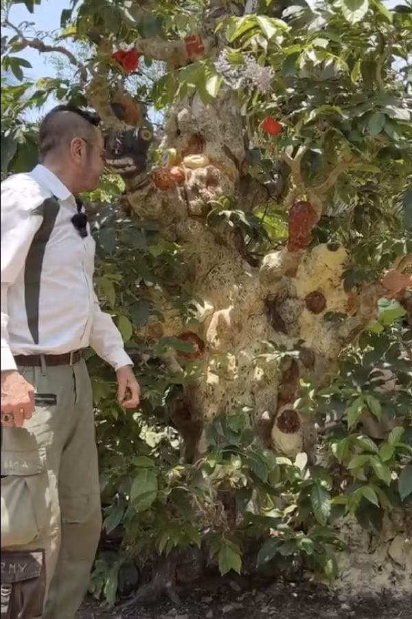 Choang ngop cay co thu gan 70 ty “dep nhat mien Tay”-Hinh-6