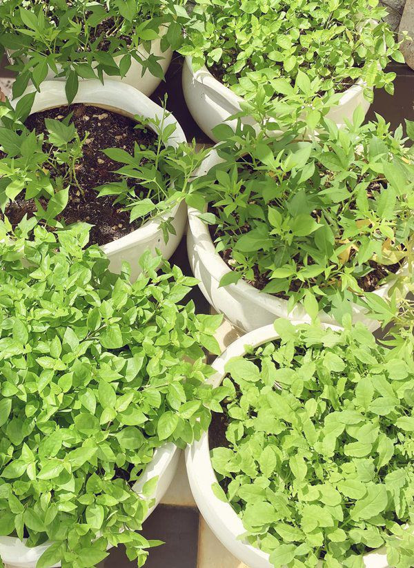 Vuon cay trai triu qua trong biet thu nhu lau dai cua Giang My-Hinh-5