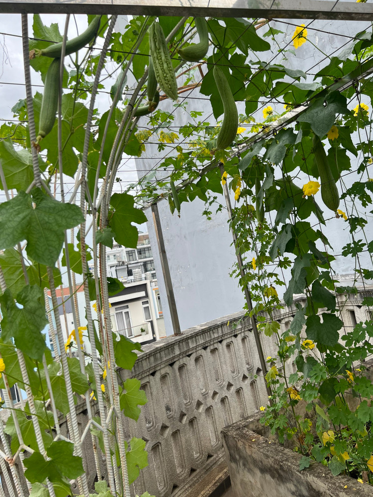 Vuon cay trai triu qua trong biet thu nhu lau dai cua Giang My-Hinh-6