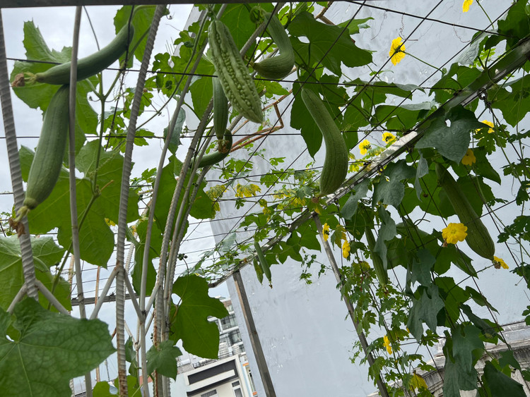 Vuon cay trai triu qua trong biet thu nhu lau dai cua Giang My-Hinh-4