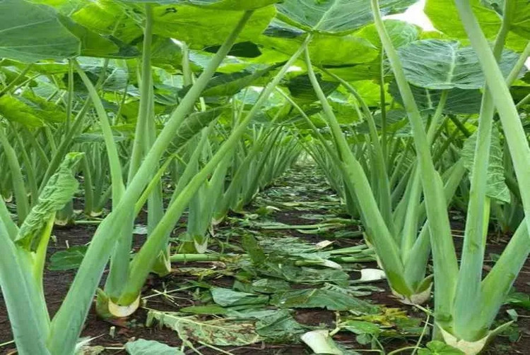 3 loai cay dai cho lon an bat ngo thanh dac san hut khach-Hinh-10