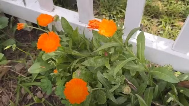 Khu vuon “van nguoi me” cua nguoi mau Duc Tien tai My-Hinh-9