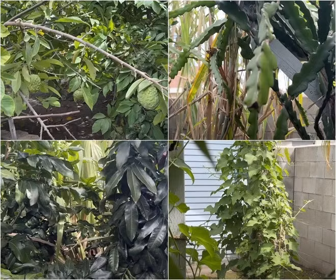 Khu vuon “van nguoi me” cua nguoi mau Duc Tien tai My-Hinh-8