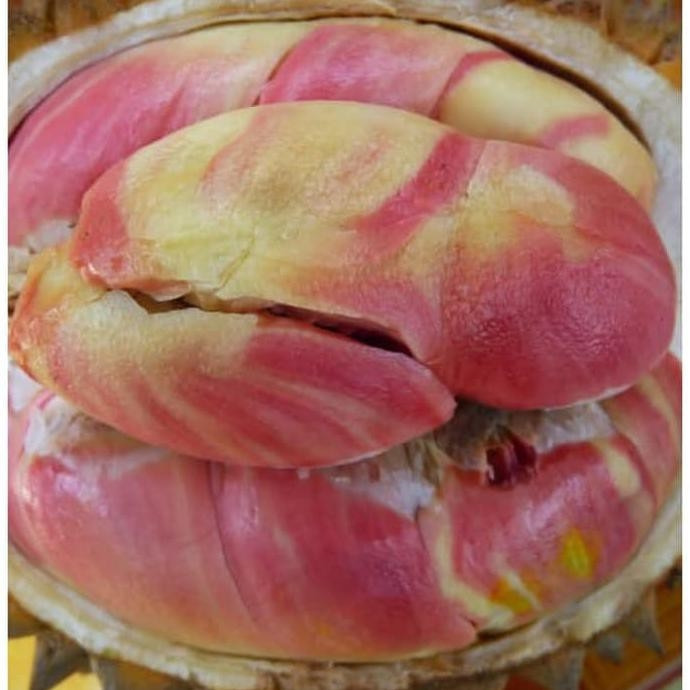 Can canh sau rieng cau vong “gay sot” cho 800 qua moi cay-Hinh-4