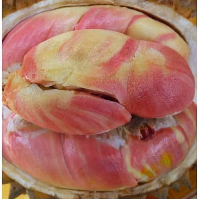 Can canh sau rieng cau vong “gay sot” cho 800 qua moi cay-Hinh-4