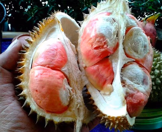 Can canh sau rieng cau vong “gay sot” cho 800 qua moi cay-Hinh-7