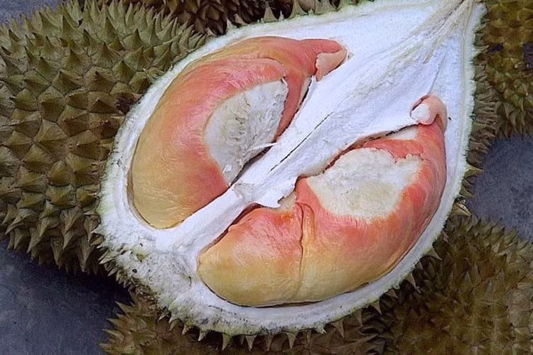 Can canh sau rieng cau vong “gay sot” cho 800 qua moi cay-Hinh-2