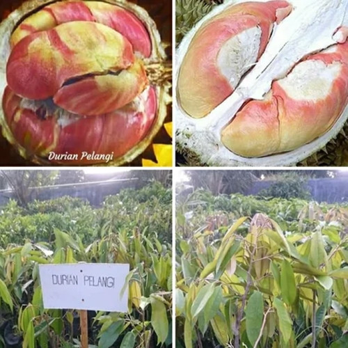 Can canh sau rieng cau vong “gay sot” cho 800 qua moi cay-Hinh-10