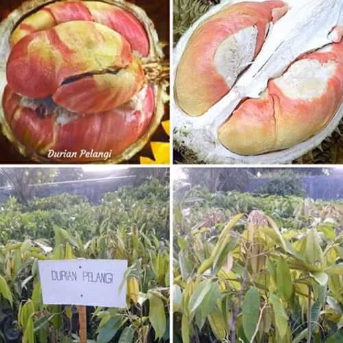 Can canh sau rieng cau vong “gay sot” cho 800 qua moi cay-Hinh-10