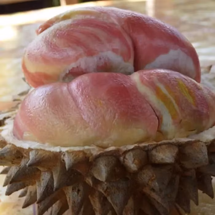 Can canh sau rieng cau vong “gay sot” cho 800 qua moi cay-Hinh-5