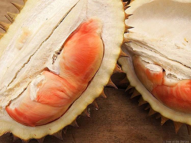 Can canh sau rieng cau vong “gay sot” cho 800 qua moi cay-Hinh-3