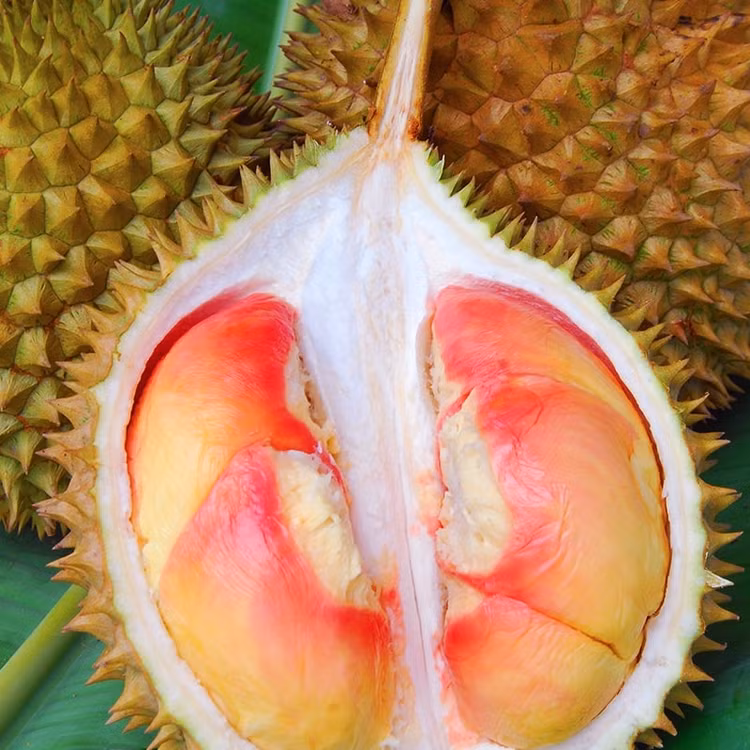 Can canh sau rieng cau vong “gay sot” cho 800 qua moi cay