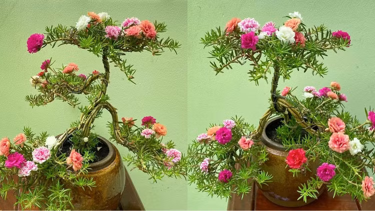 Ngam bonsai doc nhat vo nhi len doi tu co dai-Hinh-10