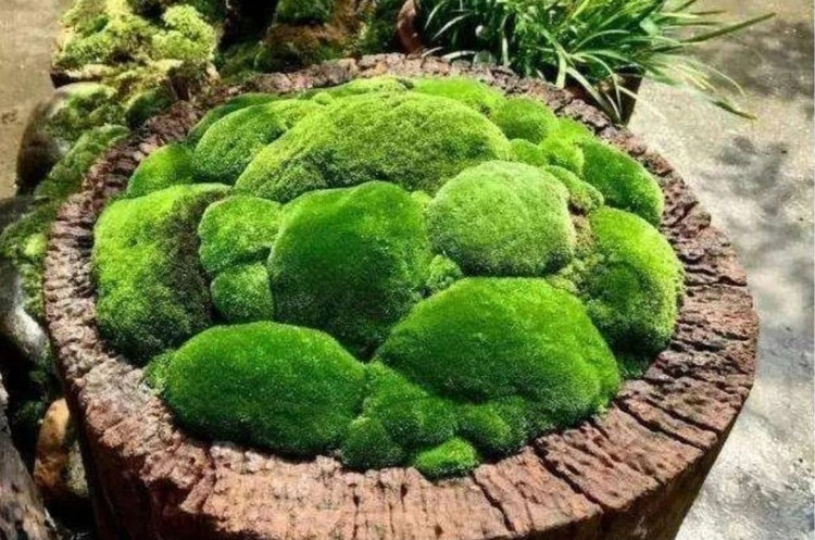 Ngam bonsai doc nhat vo nhi len doi tu co dai-Hinh-6