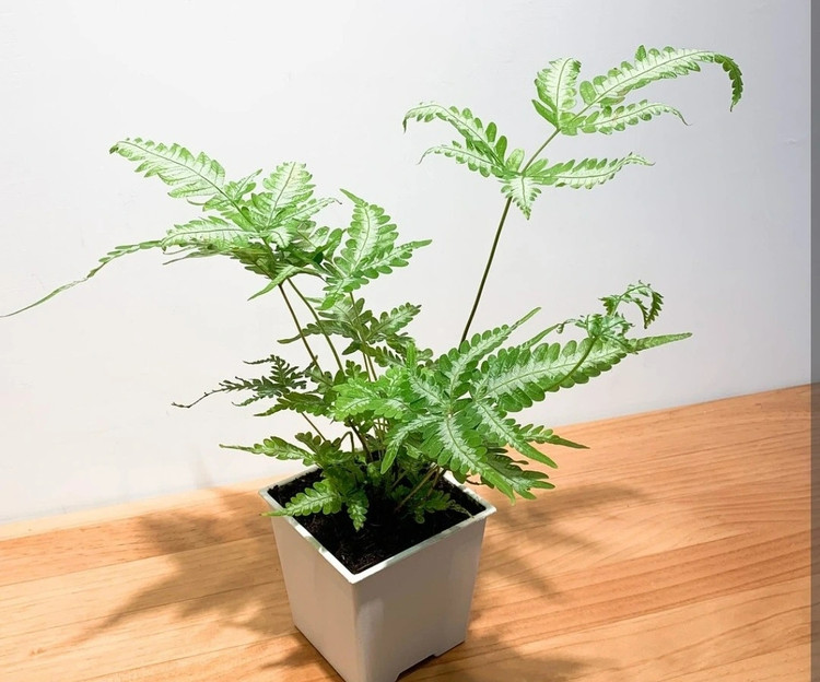 Ngam bonsai doc nhat vo nhi len doi tu co dai-Hinh-2