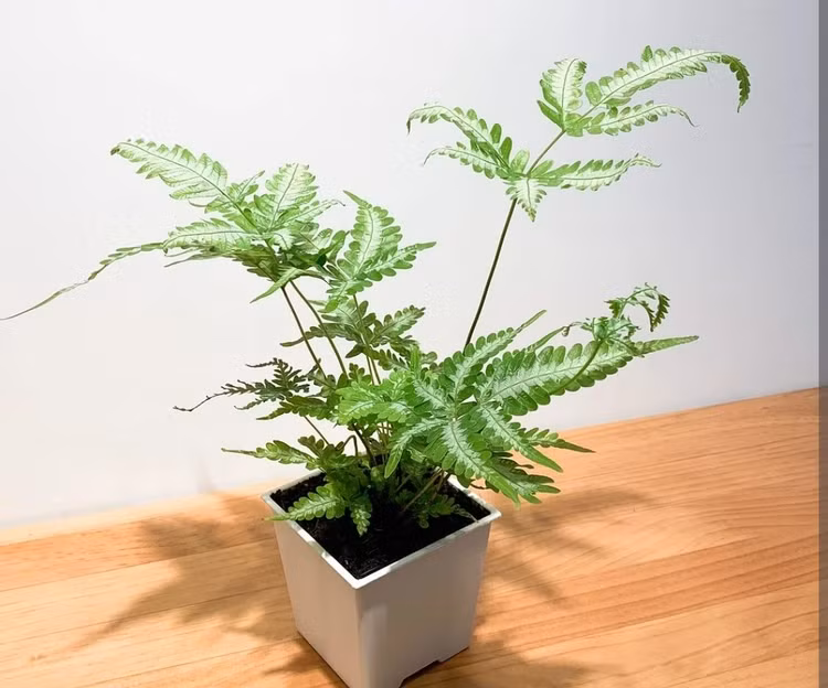 Ngam bonsai doc nhat vo nhi len doi tu co dai-Hinh-2