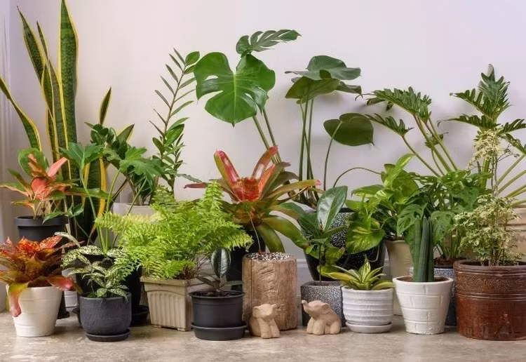 Ngam bonsai doc nhat vo nhi len doi tu co dai