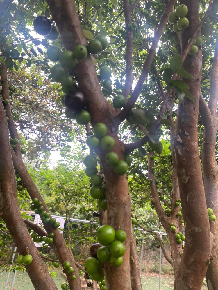 Lac loi trong khu vuon triu qua “van nguoi me” cua NSND Thanh Hoa-Hinh-3