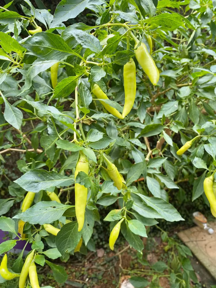 Lac loi trong khu vuon triu qua “van nguoi me” cua NSND Thanh Hoa-Hinh-7