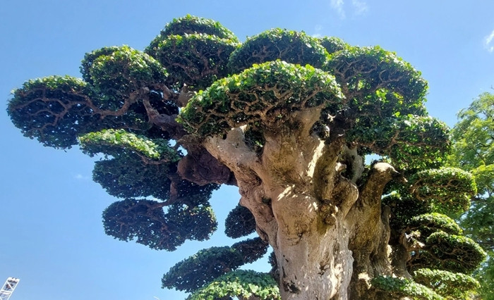 Can canh goc duoi co thu dai gia tra 23 ty van lac dau-Hinh-6