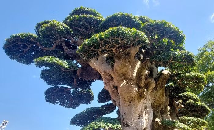 Can canh goc duoi co thu dai gia tra 23 ty van lac dau-Hinh-6