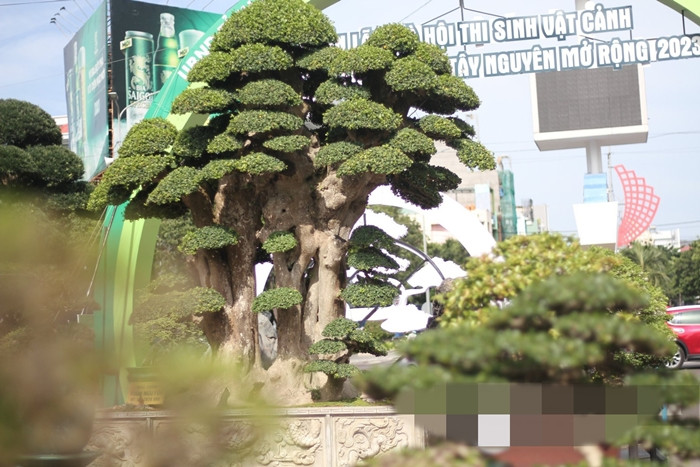 Can canh goc duoi co thu dai gia tra 23 ty van lac dau-Hinh-4