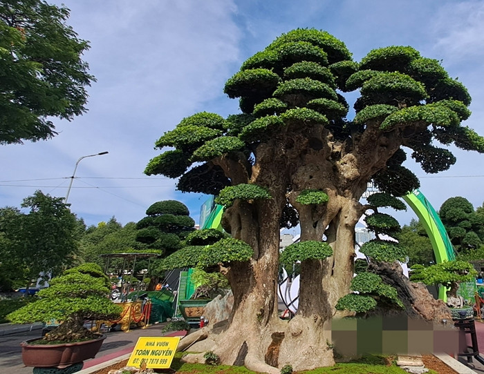 Can canh goc duoi co thu dai gia tra 23 ty van lac dau-Hinh-9