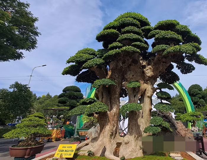 Can canh goc duoi co thu dai gia tra 23 ty van lac dau-Hinh-9