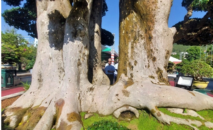 Can canh goc duoi co thu dai gia tra 23 ty van lac dau-Hinh-5