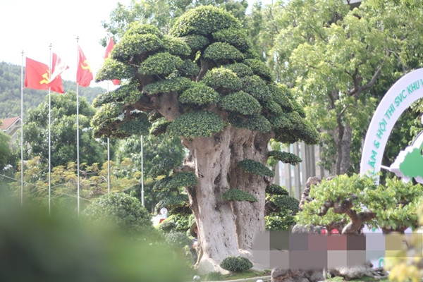 Can canh goc duoi co thu dai gia tra 23 ty van lac dau-Hinh-8