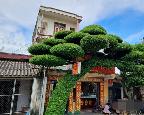 Muc so thi cay sanh dang lao doc nhat Viet Nam-Hinh-10