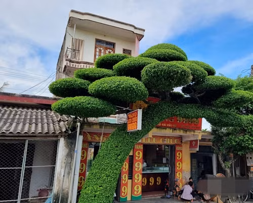 Muc so thi cay sanh dang lao doc nhat Viet Nam-Hinh-10