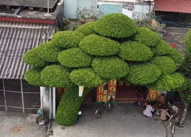 Muc so thi cay sanh dang lao doc nhat Viet Nam-Hinh-2